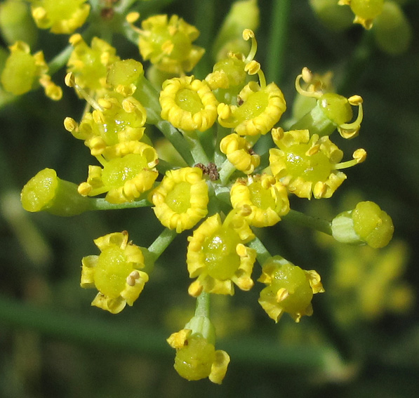 Foeniculum3