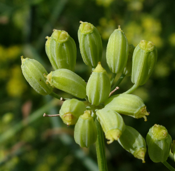 Foeniculum4