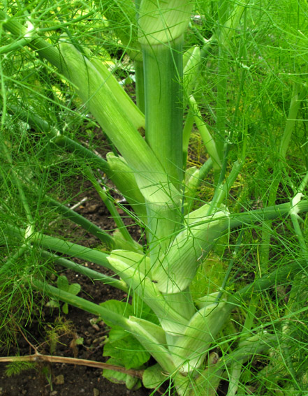 Foeniculum2a