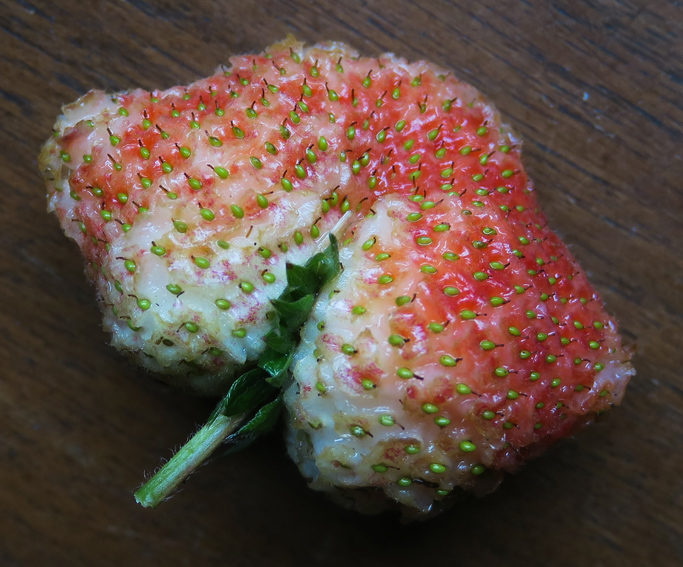 fragaria10
