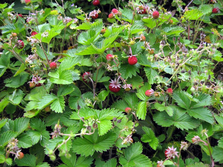 Fragaria1