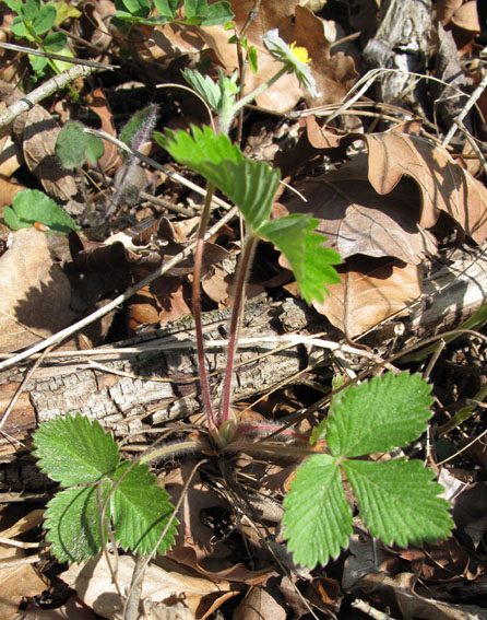 Fragaria4