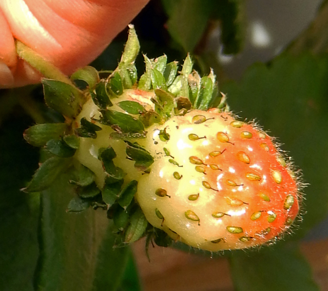 Fragaria8