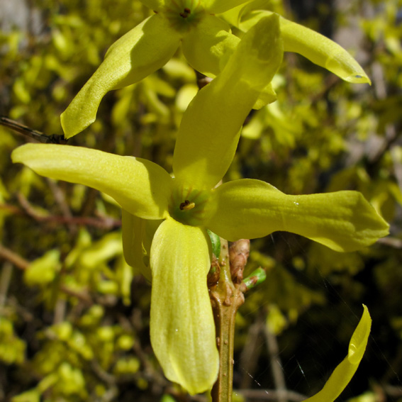 Forsythia3