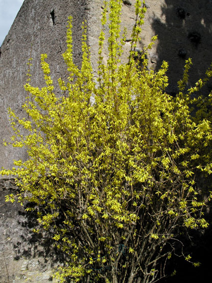 Forsythia1