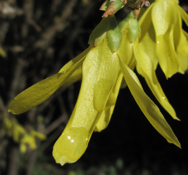 Forsythia2