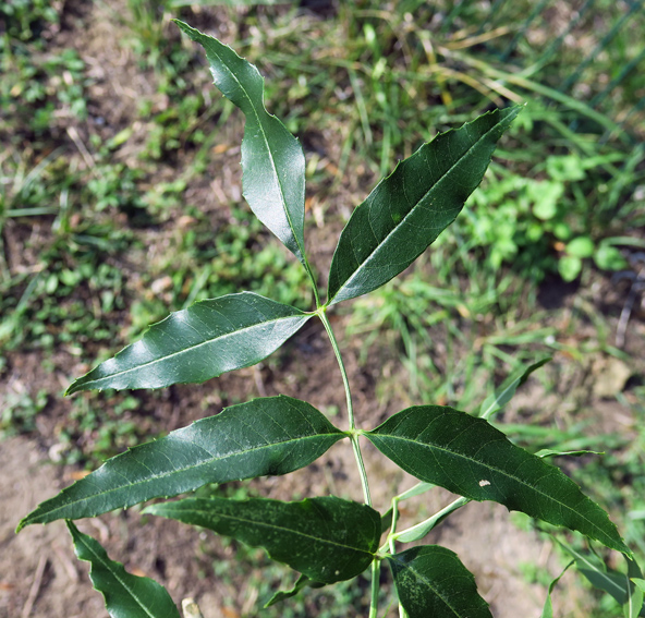 Fraxinus9