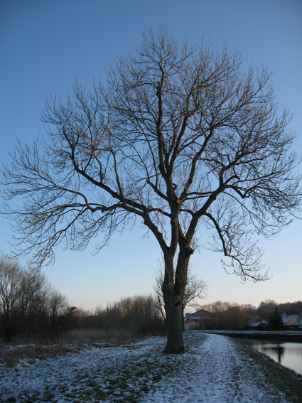 Fraxinus1