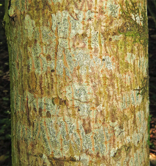 Fraxinus1b