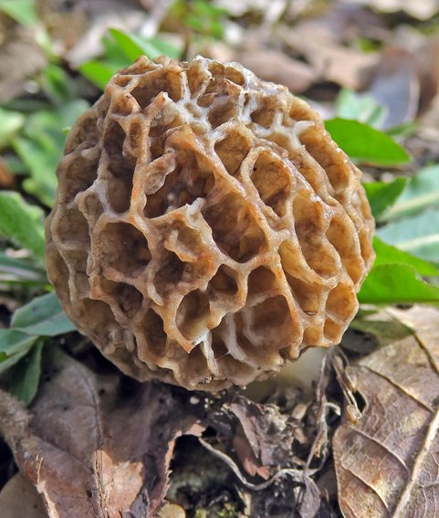 Morchella1