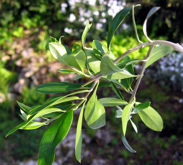 Olea3