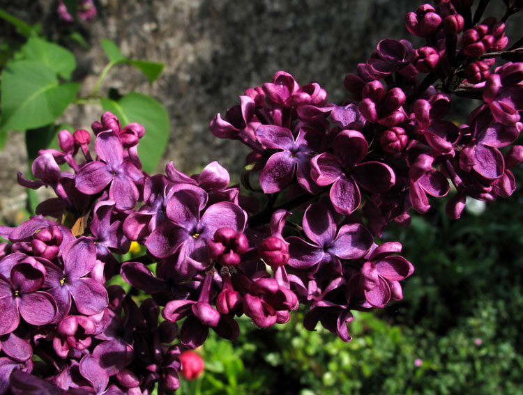 Syringa2