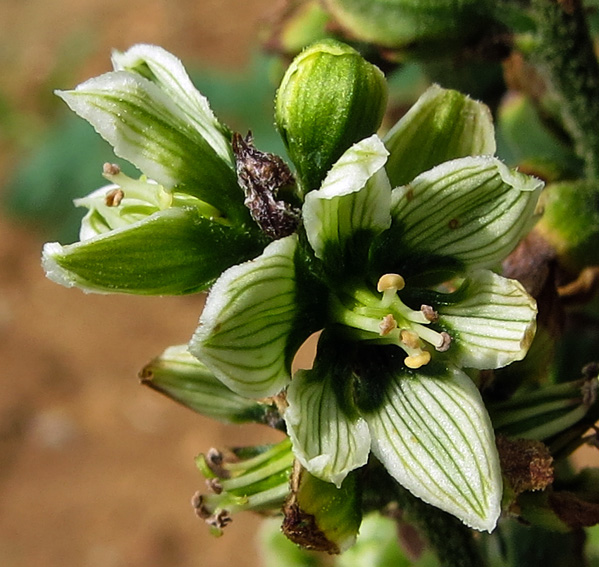 veratrum4