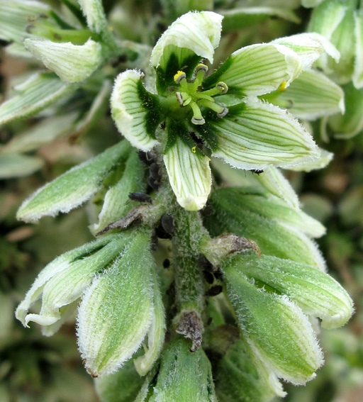 Veratrum3