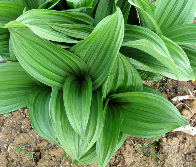 veratrum1