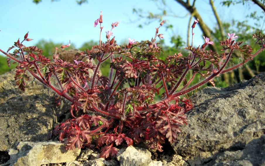 Geranium1