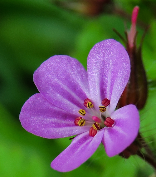 Geranium3