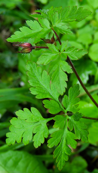 Geranium2