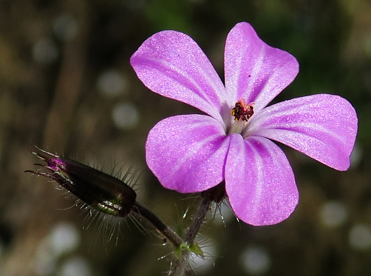 Geranium3b