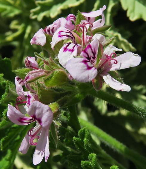 Pelargonium4