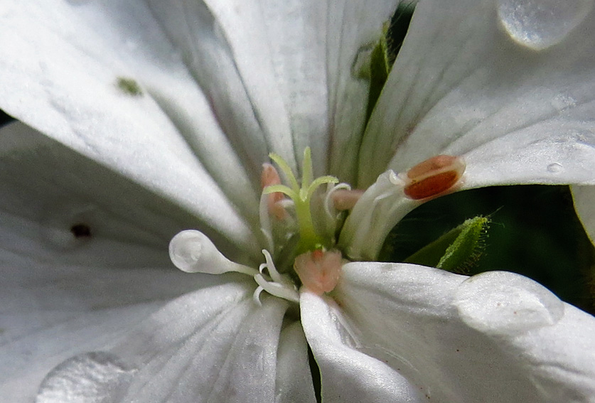 Pelargonium1