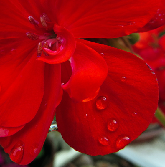 Pelargonium2