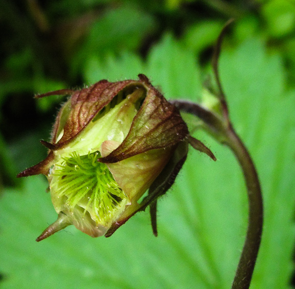 Geum15