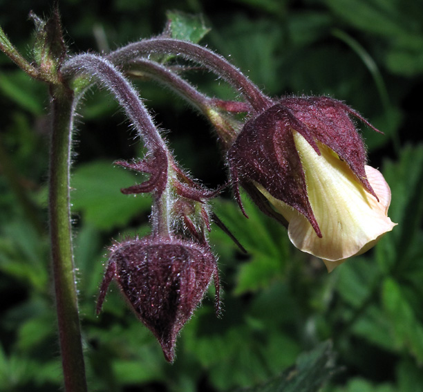 Geum12