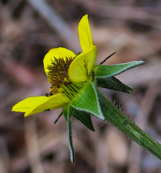 Geum3c