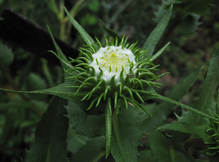 Grindelia3