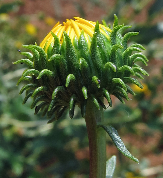 Grindelia9