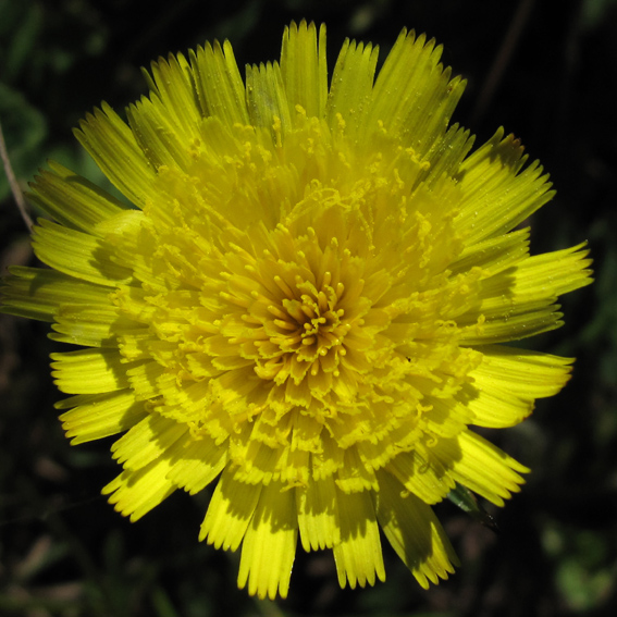 Hieracium5