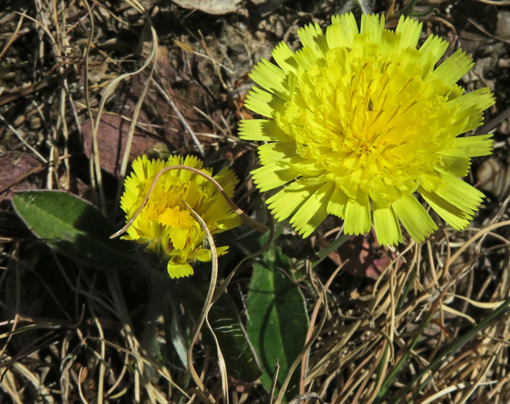 Hieracium4