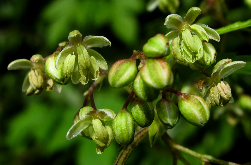 Humulus2