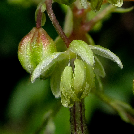 Humulus2a