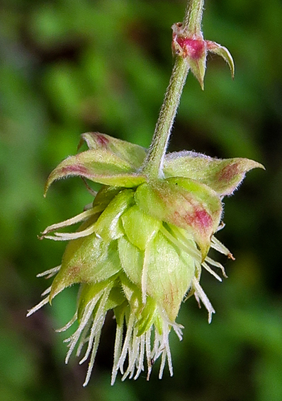 Humulus6