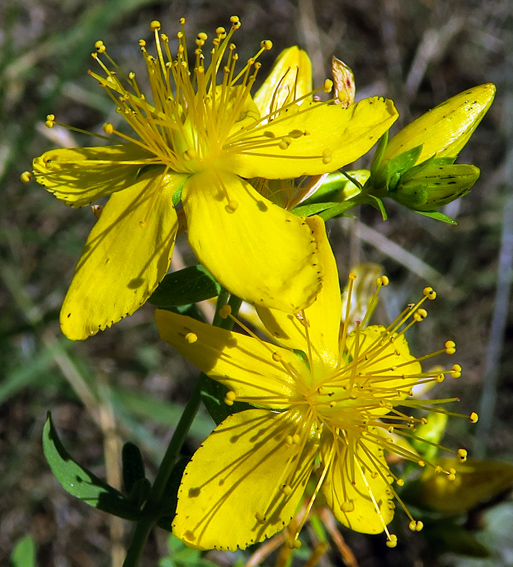 Hypericum3