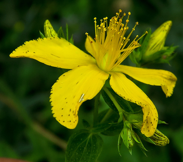 Hypericum5