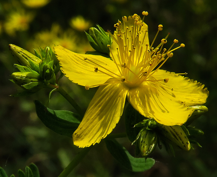 Hypericum5c