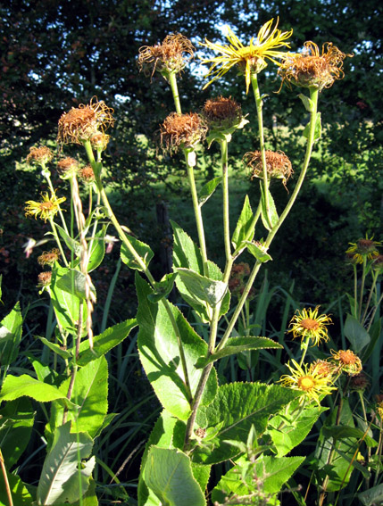 Inula1