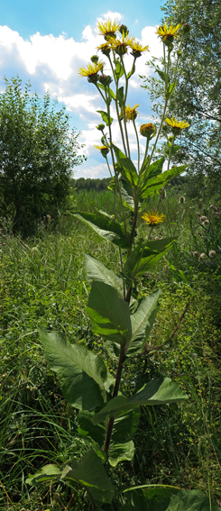 Inula00