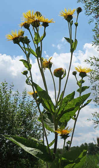 Inula0