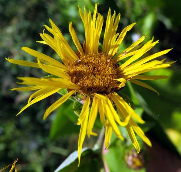 Inula3