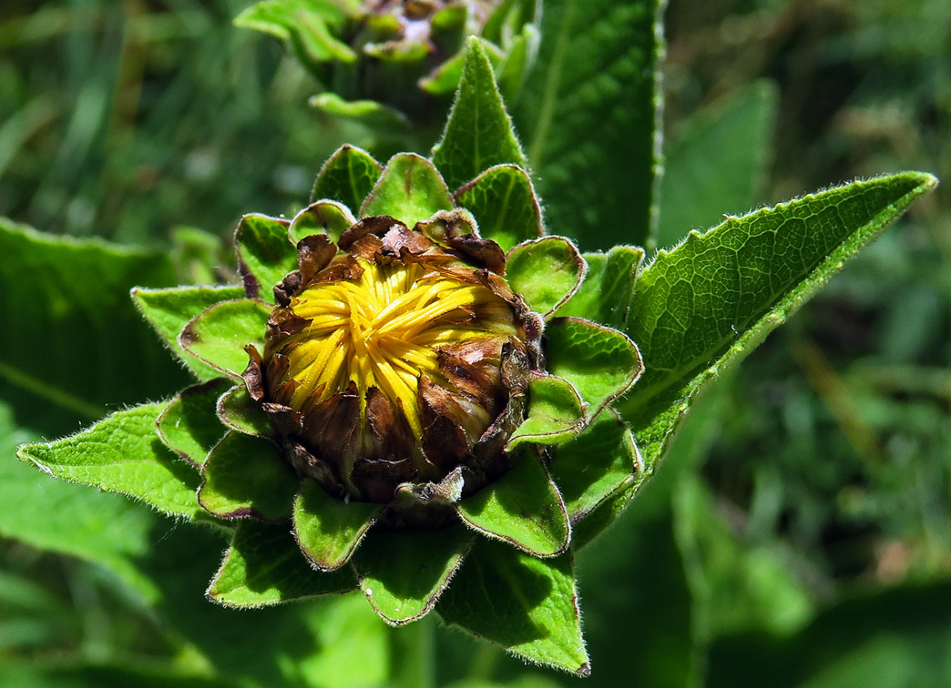 Inula5