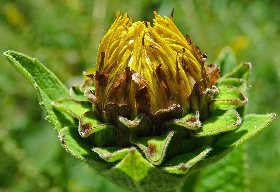 Inula8