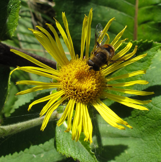 Inula7