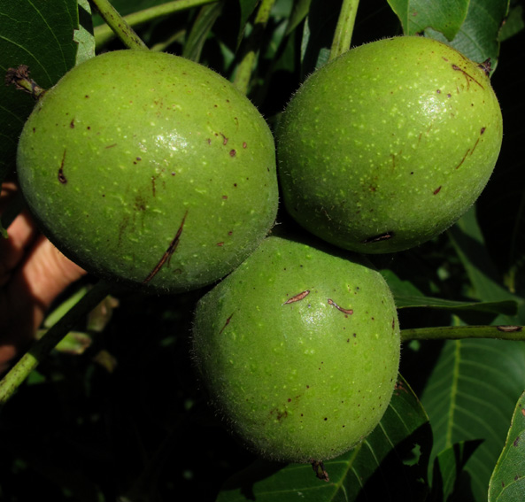 Juglans4