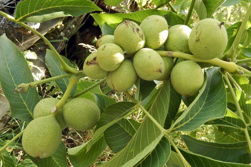 juglans4a