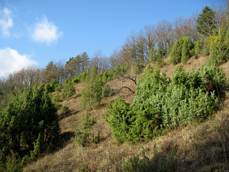 Juniperus2