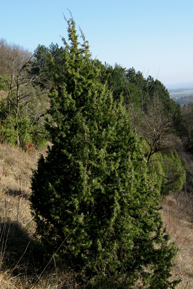 Juniperus2